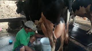 Cara memerah susu sapi perah yang benar