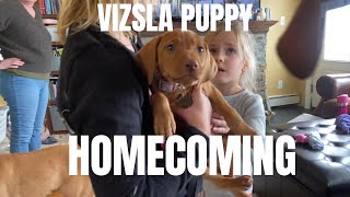 VIZSLA PUPPY HOMECOMING !