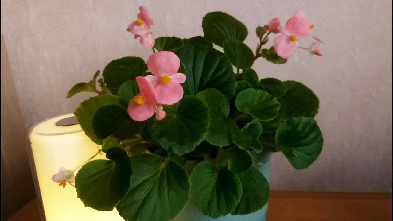 Моя уходовая и декоративная косметика