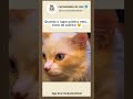 Eu saindo de casa e lembrando que existem pessoas #shorts #cat #viral #gatos