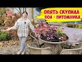 Вы уже отдыхаете? А мы еще работаем! В питомник на распродажу - и САЖАТЬ! Еще не поздно!