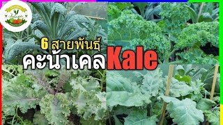 ผักเคล มีกี่ชนิด แนะนำคะน้าเคล (Kale) 6 สายพันธุ์