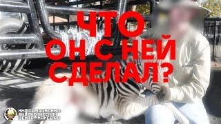 ШОК: Путин тряхнул зебру? (ФОТО) (ИАЦ) ШОК: Путин тряхнул зебру? (ФОТО) (ИАЦ)