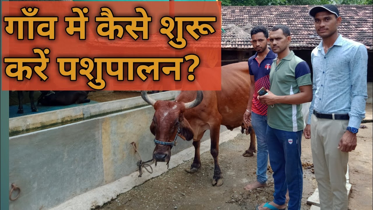 गांव में कैसे शुरू करें पशुपालन ?How to start animal husbandry in the