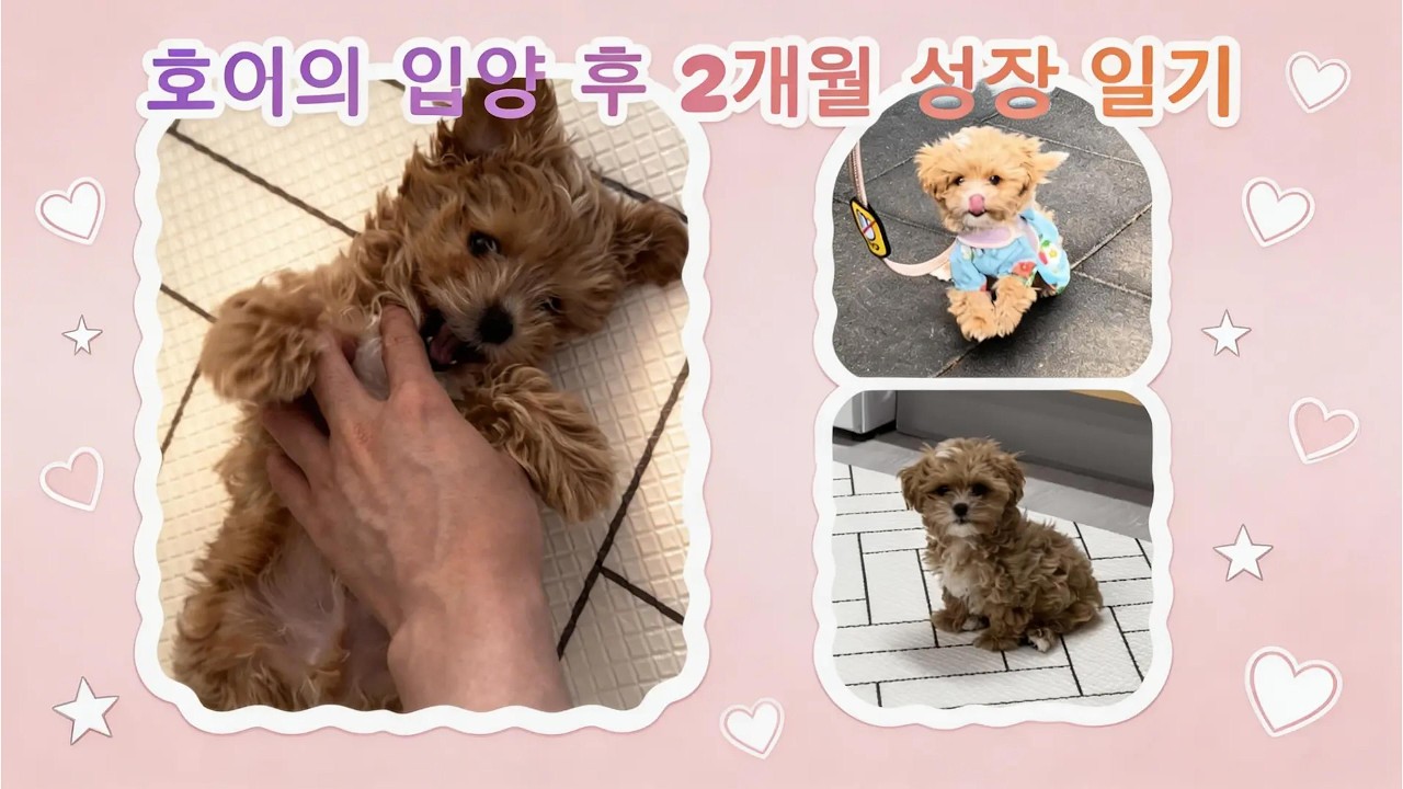 말티푸 호이의 입양 후 2개월 성장 일기 | 말티푸 일상 | 강아지 vlog