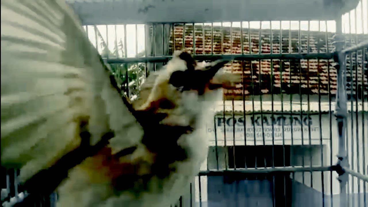 Suara kicau BURUNG TRUCUKAN Ropel panjang NGALAS Di pagi hari pancingan trucuk agar bunyi