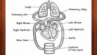 Human Circulatory System Diagram | Easy Labeled Heart & Blood Circulation Diagram Beautiful Blood Circulation Illustrations To Download