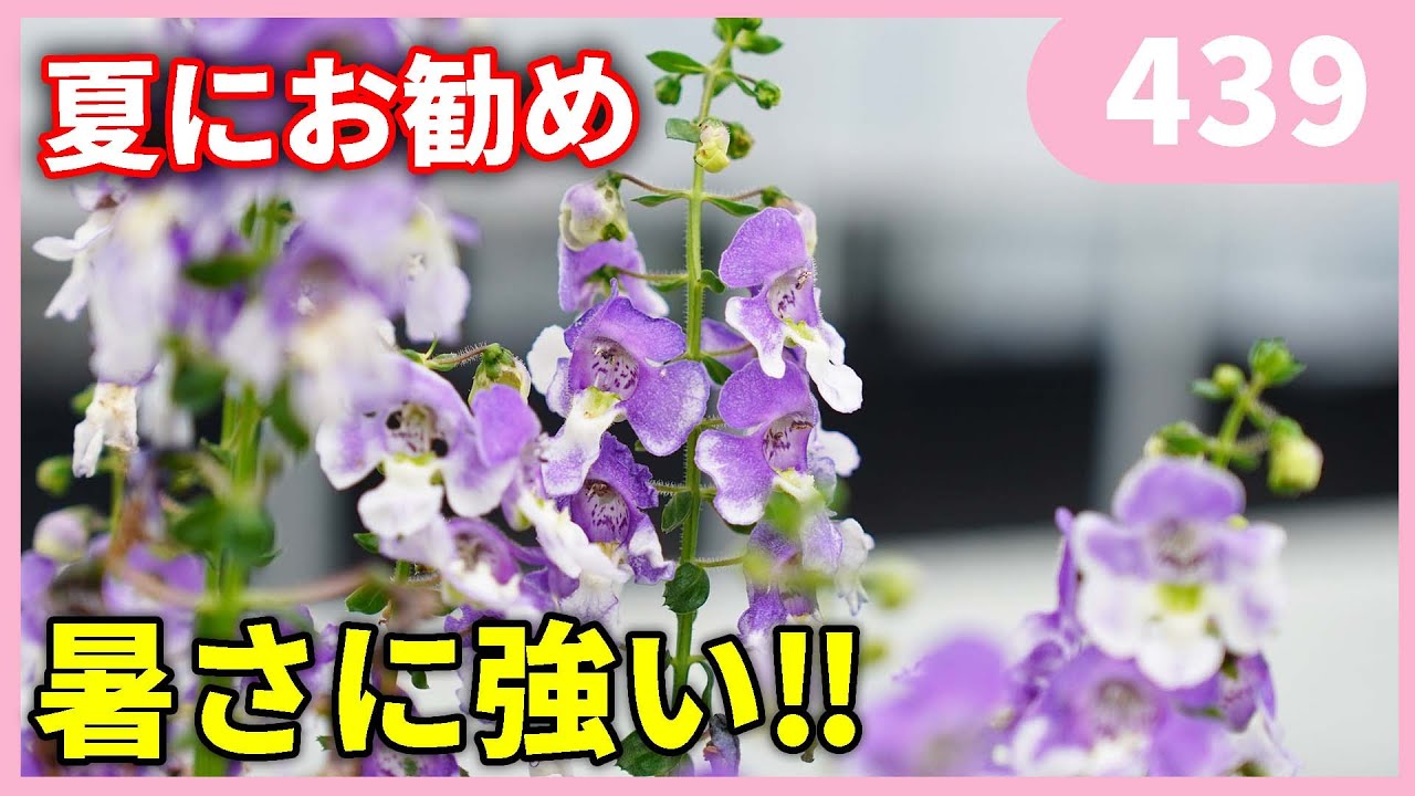 カリブラコア・エキナセア・アンゲロニア カリブラコア・エキナセア