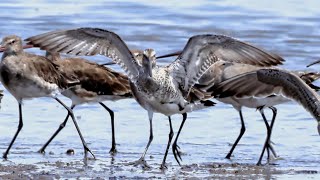 Asian Dowitcher by Plumes of Oz 991 views 1 year ago 6 minutes, 31 seconds