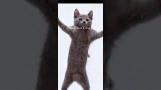 I like to move it move it