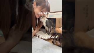 妊婦保護猫のソイ🤎産後27日目vlog|ソイと出会って1ヶ月!鼻を優しく甘噛みして甘えるソイがかわいすぎた🫶 #保護猫 #猫の出産 #妊娠猫 #子猫 #kitten #rescuecat