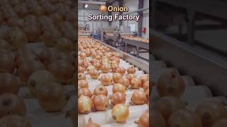 🧅 Onion Sorting Factory 😱 | Amazing Machine Process #shorts #smartvillagetech
