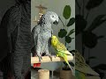 "Big wings, little wings, one big friendship. 🦜"#parrot #budgie #africangrey #birdlife #petsoftiktok