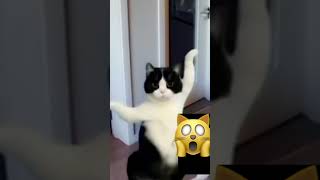 Download Lagu Crazy Cat Dance on  Apata Apata Song-#apata #ai #catdance #viralsong #trendingshort MP3