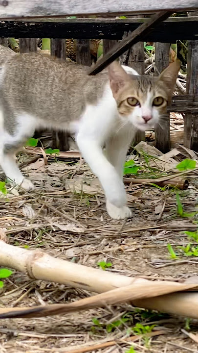 #cat #cats #cute #catvideos #catshorts #catai #ai #funny #love #pets #lovely #shorts #shortvideos