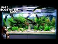 The Rare Ecosystem Tank: 100's of Rare Nano Fish - EPIC 4ft Aquascape Tutorial