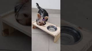 Comedouro Pet Elevado