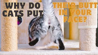 The Secret Language Of Cats: Why They Put Their Butt In Your Face by Adventurezoo 1,025 views 2 weeks ago 3 minutes, 47 seconds