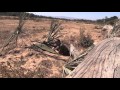 Trophy Nyala Hunting