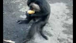 Lion Tale Monkey.avi