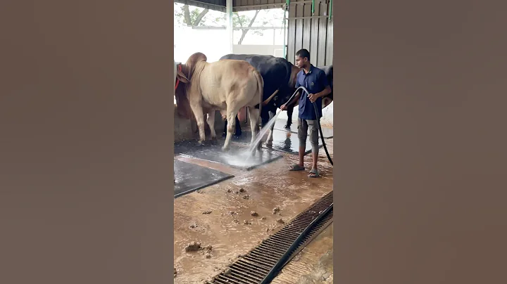 The regulary shepherds clean the farm very and the cow dung is cleaned with water#bulls #dung #short