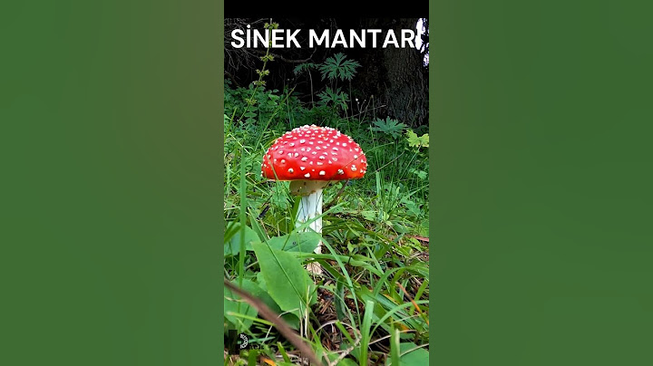 Türkiye'nin Tehlikeli Mantarları: Dikkat Edilmesi Gereken 3 Mantar Türü #doğa #kampyemekleri #orman