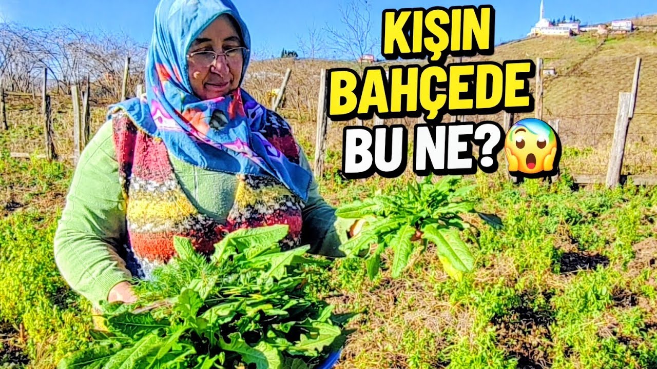 Kış Mevsiminde ☀️ Beklenmedik Bahçe Sürprizi | Yenilebilir Yabani Otlar 🌿