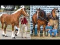 Horse SOO Cute! Cute And funny horse Videos Compilation cute moment #68