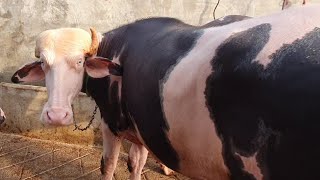 First Time | The Exclusive Ablak Buffalo Collection Bhiwandi | Rehan Cattle Farm.