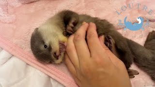 Cleft Lip Baby Otter is Ticklish and Smiles!