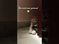 😉😂 #catvideos #catlove #cats