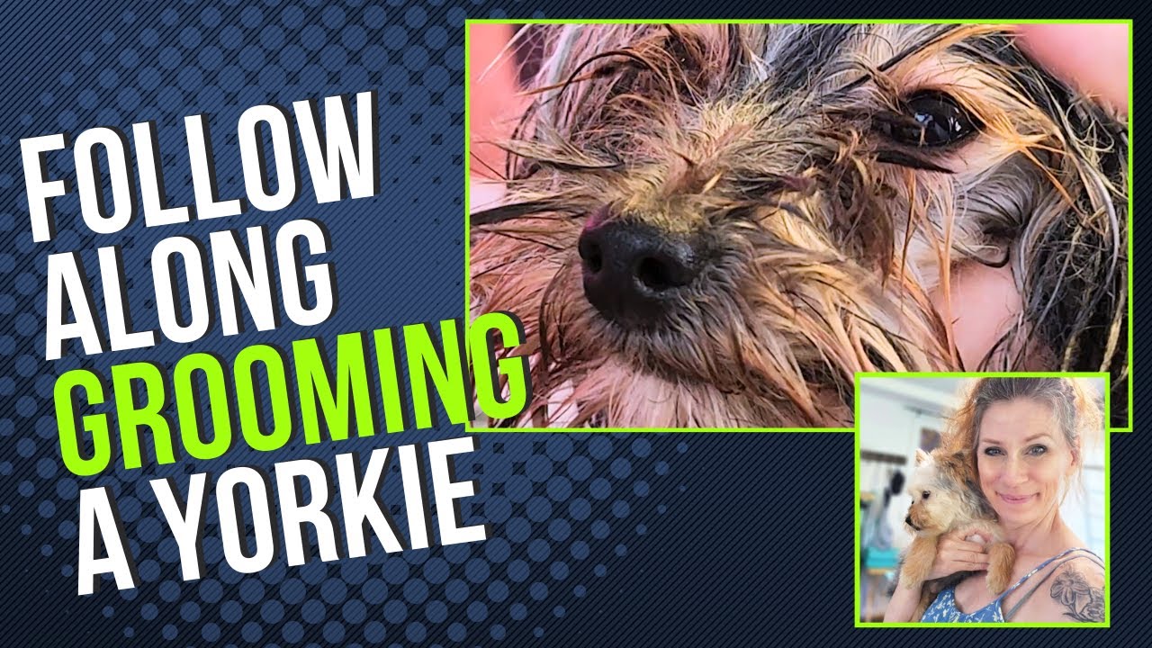 Yorkie Grooming Watch and Learn (Full Groom) - YouTube