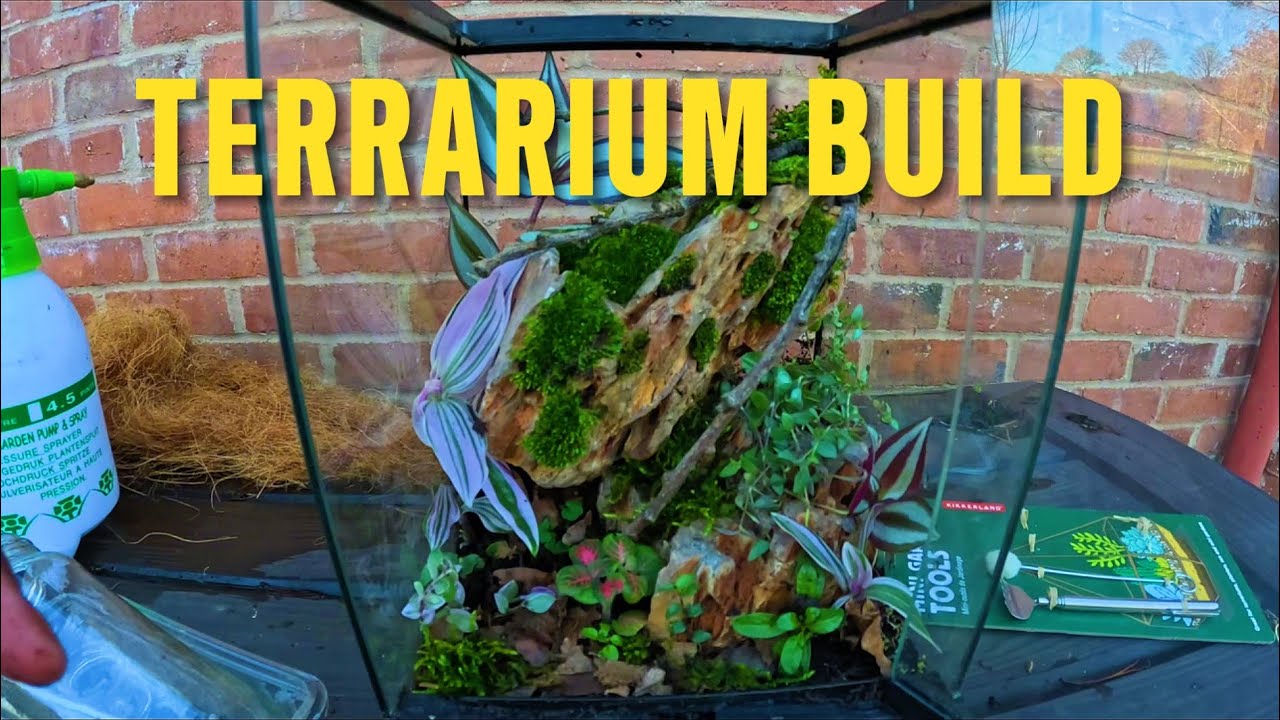 DIY terrarium build for EXOTIC house plants 