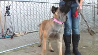 TVA-SPCA 14 juillet 2016