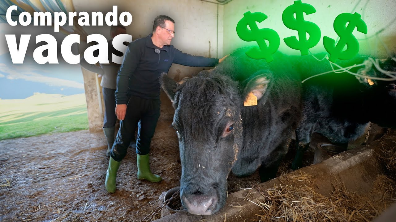 🔥COMPRO dos VACAS ANGUS en medio del MONTE | Tradiciones PERDIDAS | Etxezarreta