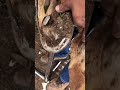 اخراج حجر من قدم الحصان 