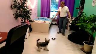 Любимые смешные животные. Щенок йорик играет в футбол.Funny dog Lapus Любимые смешные животные. Щенок йорик играет в футбол.Funny dog Lapus