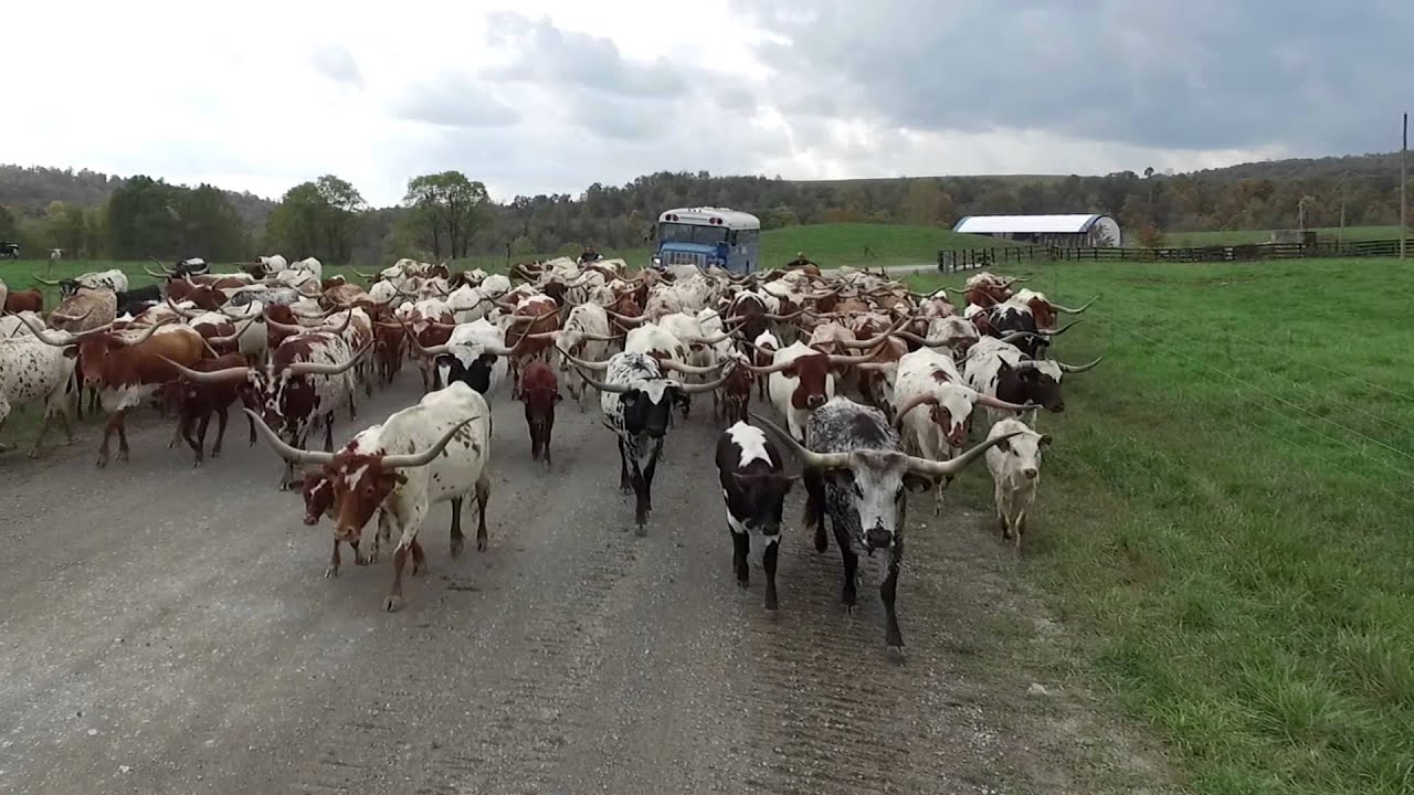 Moving some Texas Longhorn Cattle