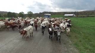 Moving some Texas Longhorn Cattle