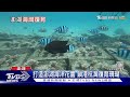 陸上植樹+海底種珊瑚 澎湖杭灣打造「魚附林」 ｜TVBS新聞 @TVBSNEWS01