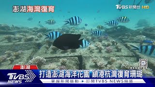 陸上植樹+海底種珊瑚 澎湖杭灣打造「魚附林」 TVBS新聞 @TVBSNEWS01