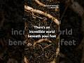 There’s an incredible world beneath your feet #earthday #stem #worms #soil #earthworm
