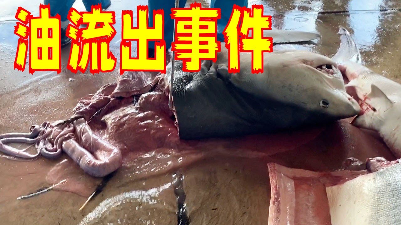 衝撃映像】サメのお腹から謎の油が出てきた！A large amount of oil