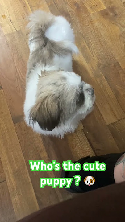 My furry baby Guisno🐶