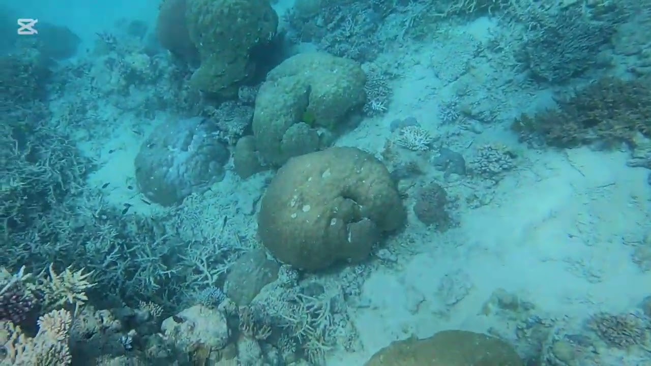 Scuba diving on the Great Barrier Reef!