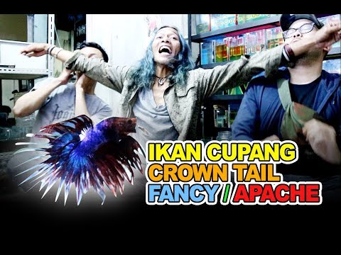 Ikan Cupang Ct