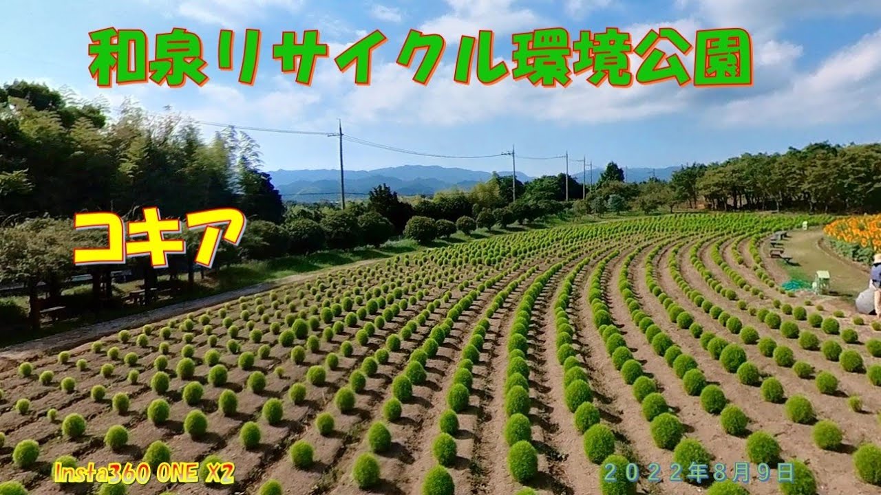 和泉リサイクル環境公園のコキア ２０２２年８月９日 Insta360 One X2 Youtube