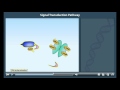 Epinephrine Signaling Pathway and Its Impact on Cellular Responses