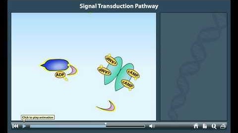 Signal transduction pathway animation