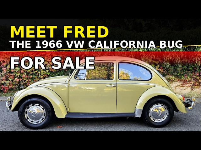 Meet Fred Our 1966 VW Beetle That Turns Heads Everywhere - YouTube